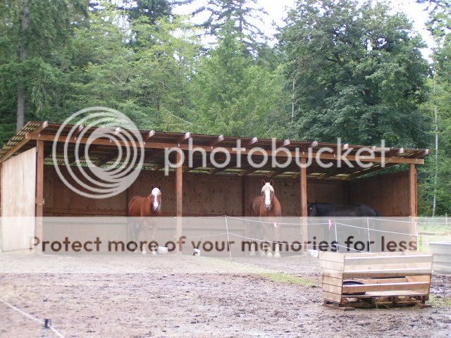 horsesinshelter.jpg