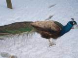 100x100px-ZC-750b4089_2_th_birds002.jpeg
