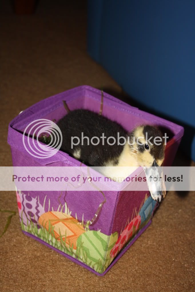 easter012.jpg