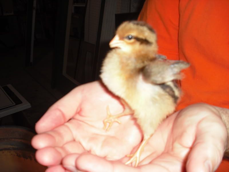 Chicks034.jpg