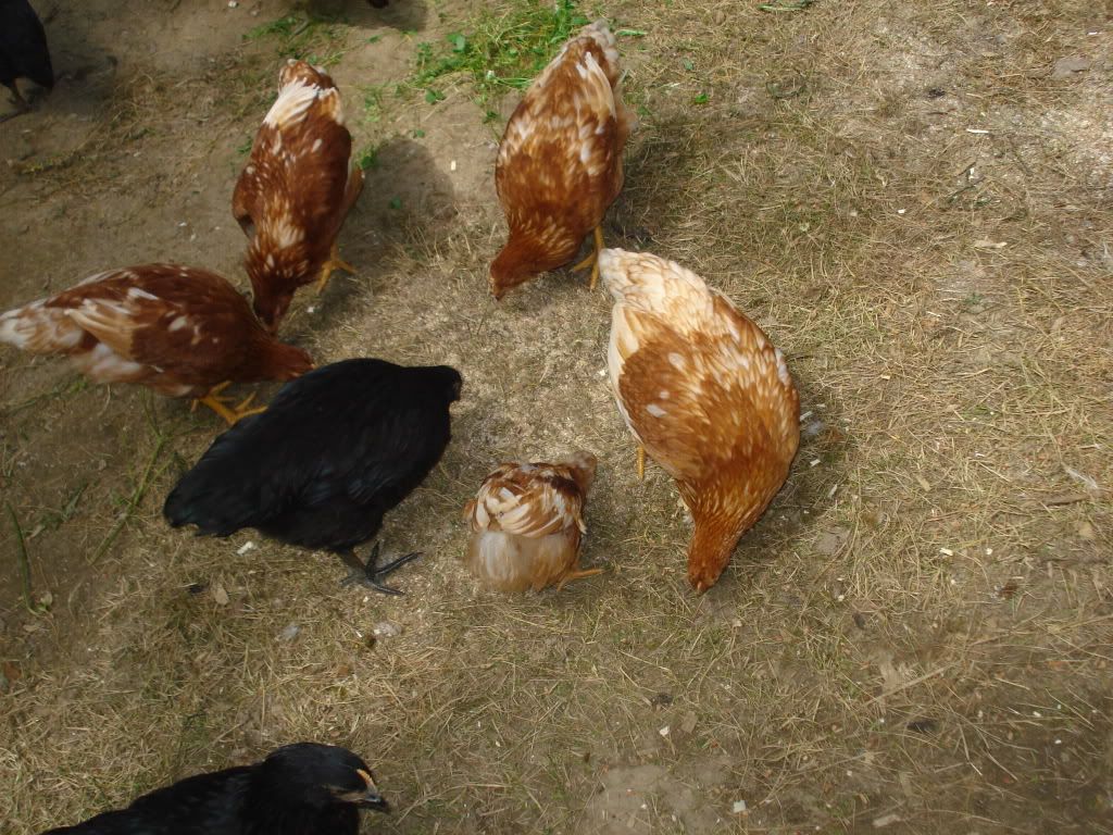 DSC04660.jpg