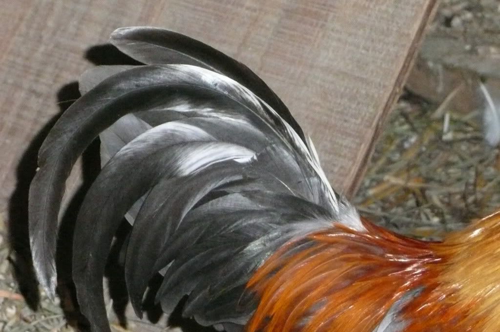 nov162011007.jpg