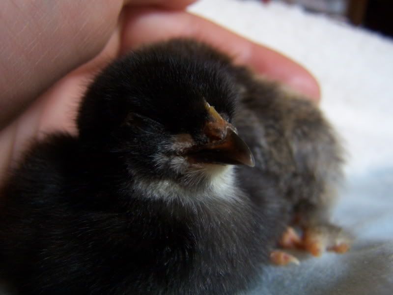 lastarrivalofspring09chicks025.jpg