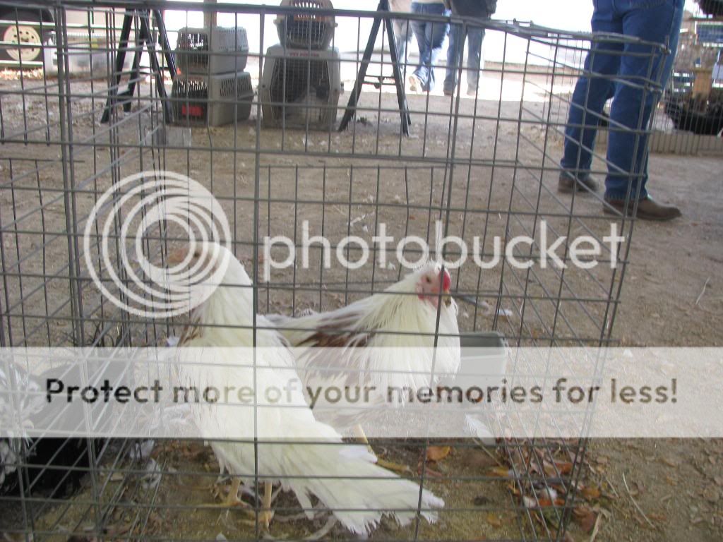 IMG_2325.jpg