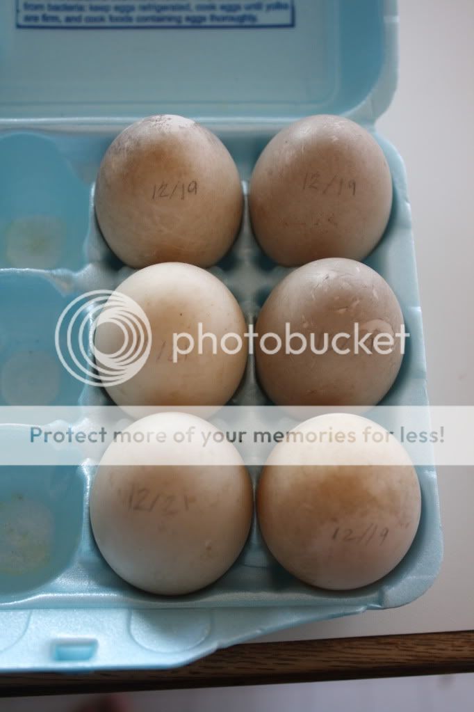 ducks002.jpg