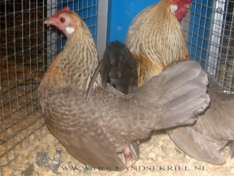 koekoekblauwpatrijs%20hen470.jpg