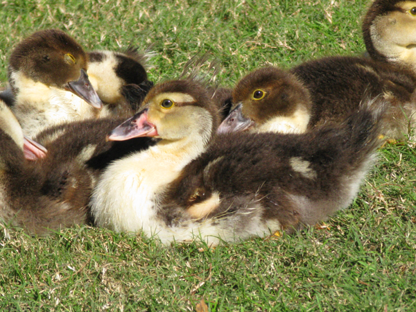 Muscovy%20Ducklings-4.jpg