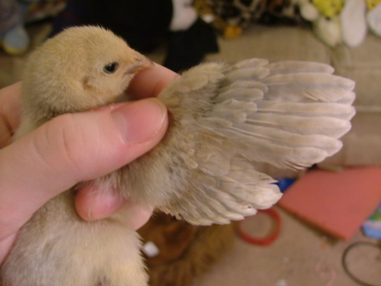 DSCF4536.jpg