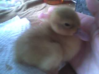 msryDuckling1.jpg