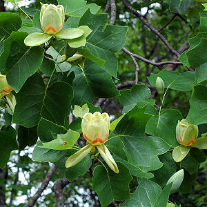 tulip_tree2.jpg