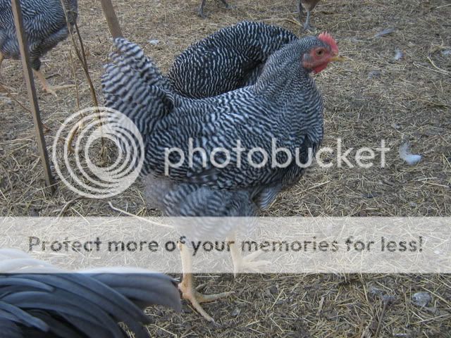 chickenpics2011557.jpg