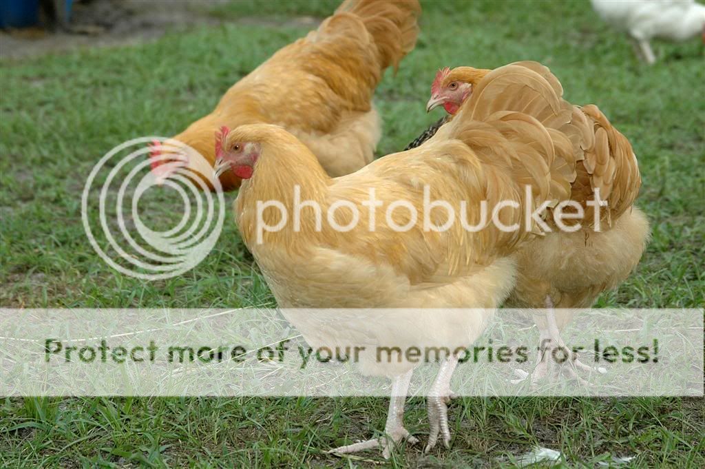 Chickens201115.jpg