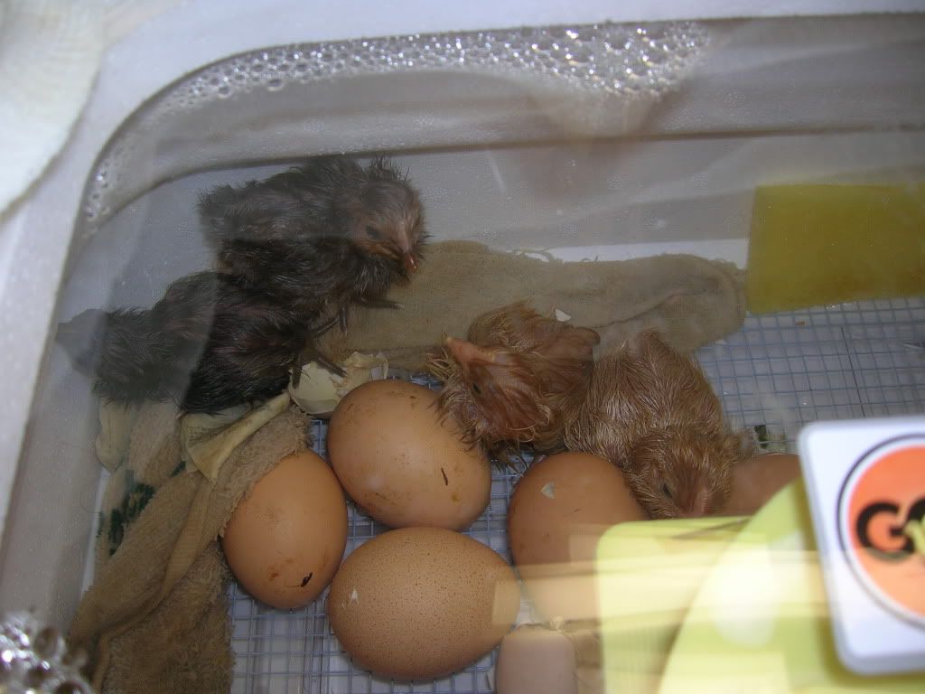 DSCN3567.jpg