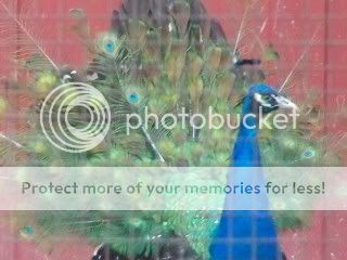 birds013-1.jpg