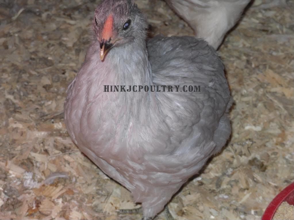 cagesaraucana014.jpg