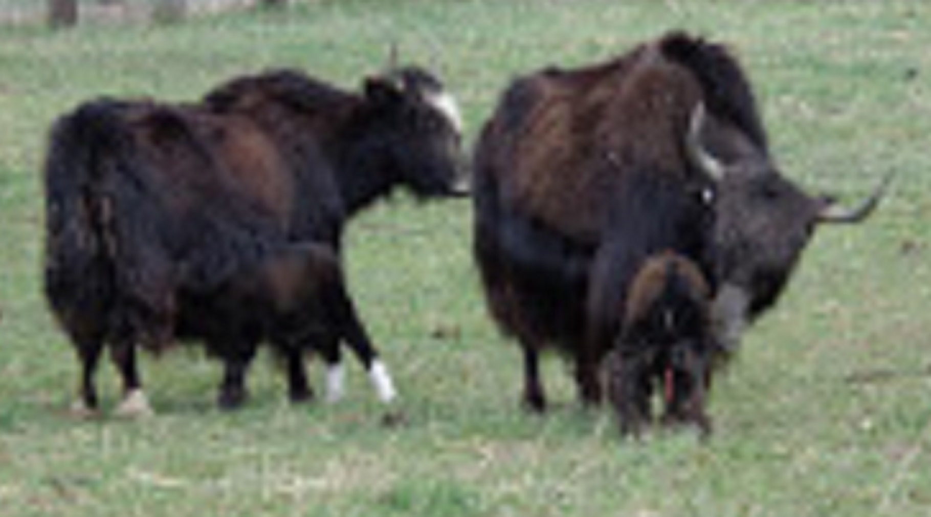 30x30px-ZC-45fd1a2e_DSC00081.jpeg