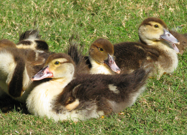 Muscovy%20Duckling-3.jpg