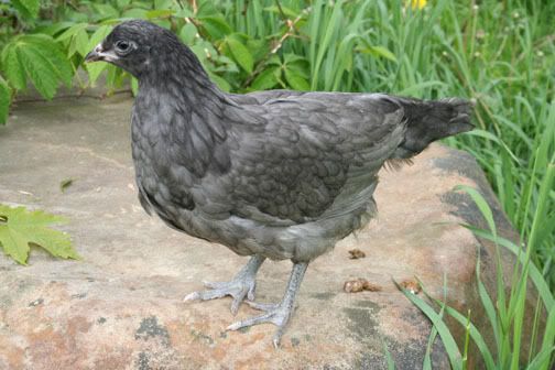 amercauna1.jpg