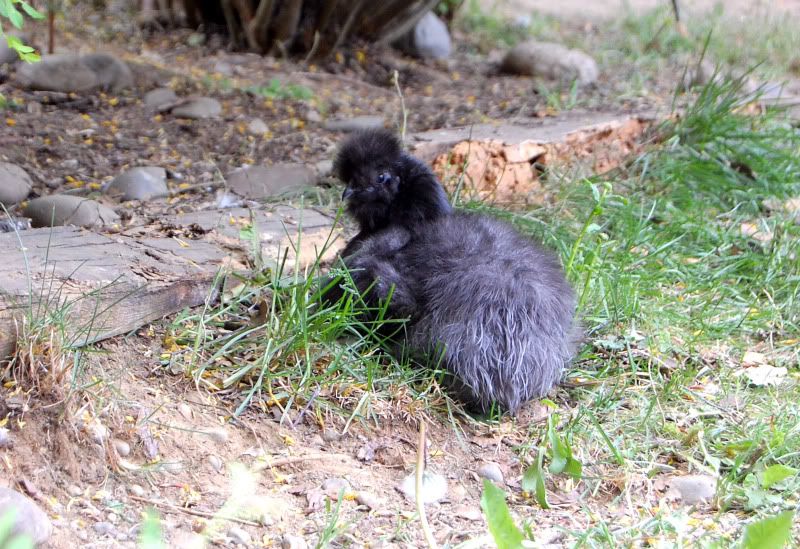 DSC_0100.jpg