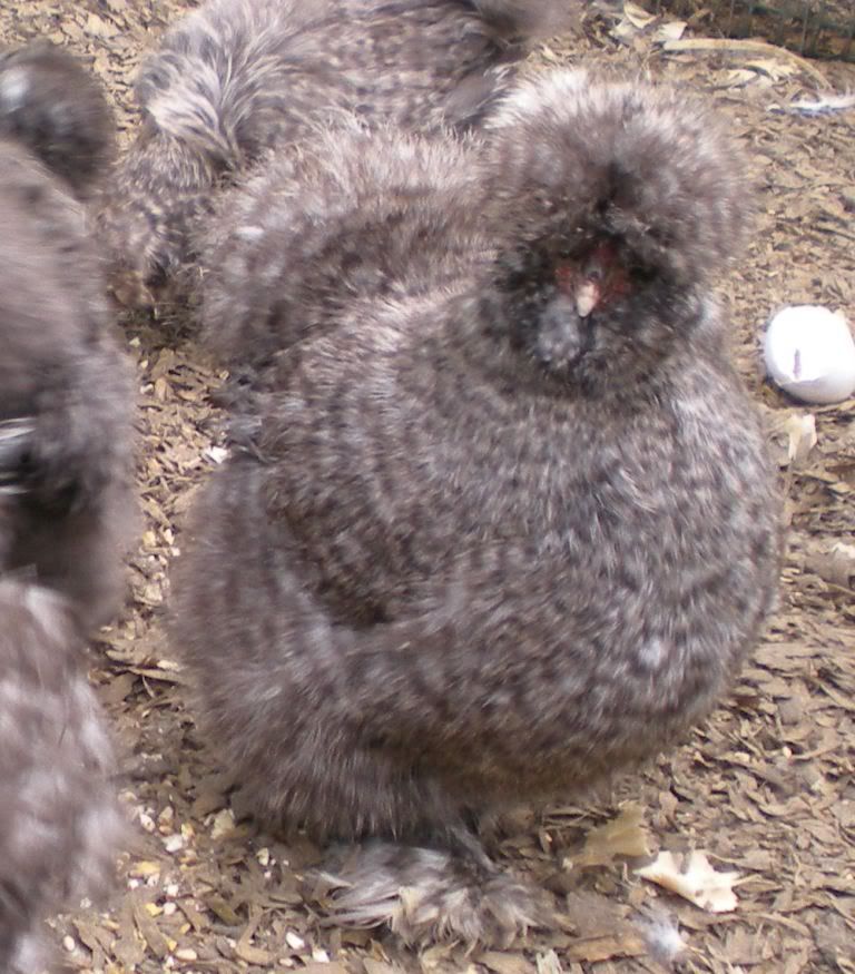 DSCN5520.jpg