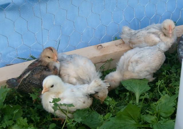 bantychicks010.jpg