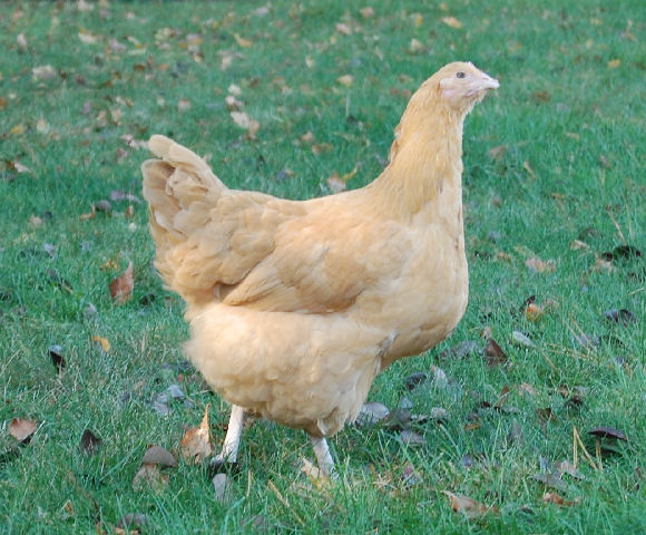 chicken20.jpg