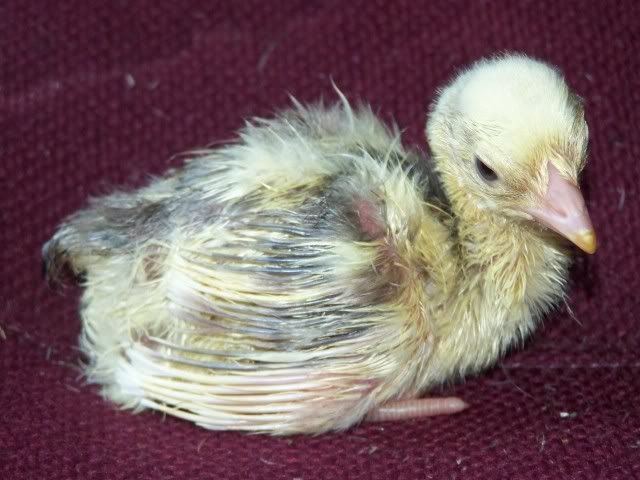 peachicks021.jpg