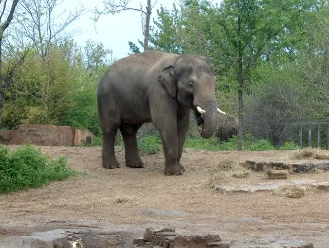 StLouisZoo2008april24118.jpg