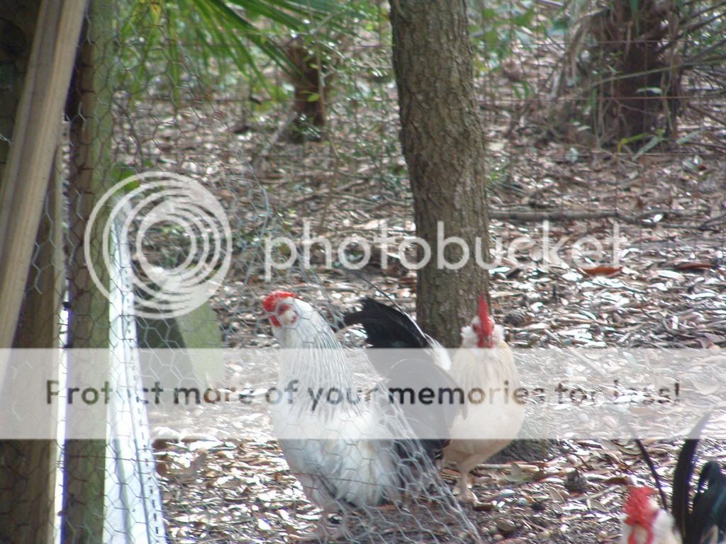 DSCF0215.jpg