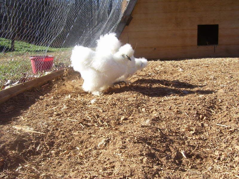 chickens12-14-07002.jpg