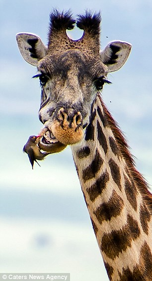 2E20A75100000578-0-image-a-27_1446715596132.jpg
