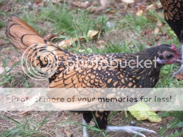 summerchicken09pics024-1.jpg
