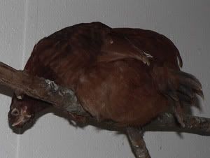 donnaroostsm.jpg