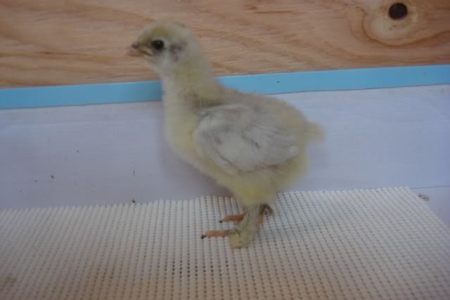 ChickCochinPullet2.jpg