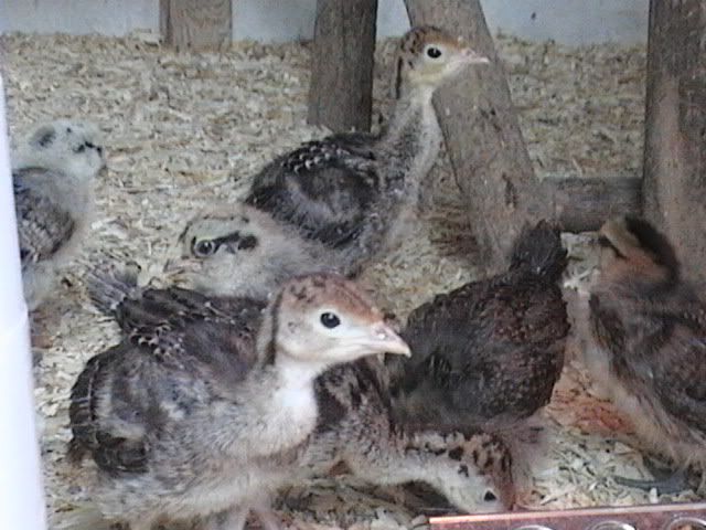 DVC00169.jpg