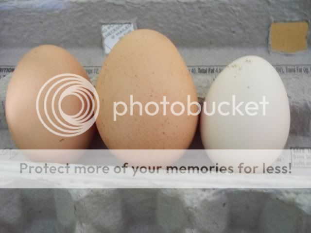 100_5805.jpg