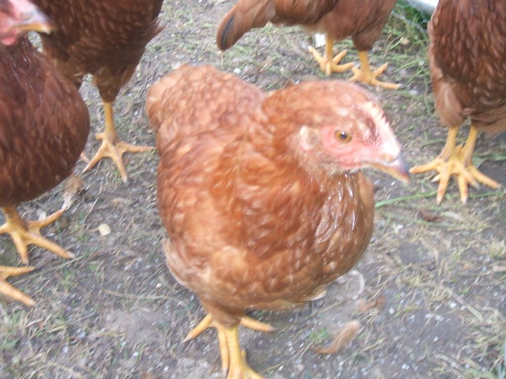 dscf0002-5.jpg