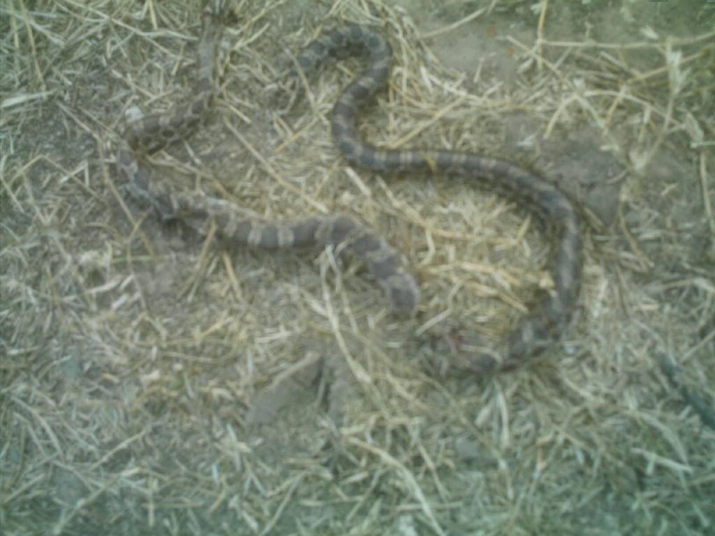 snake.jpg