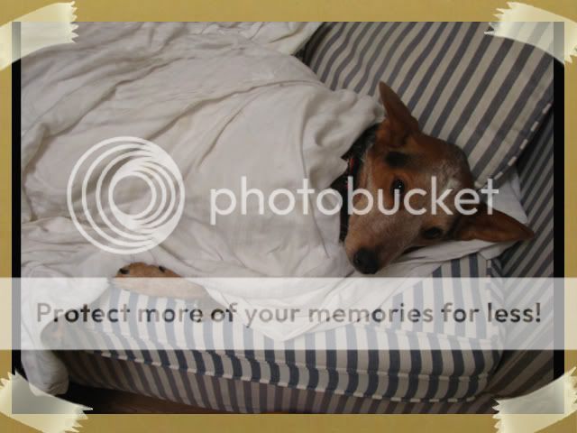 Blanketmonster.jpg