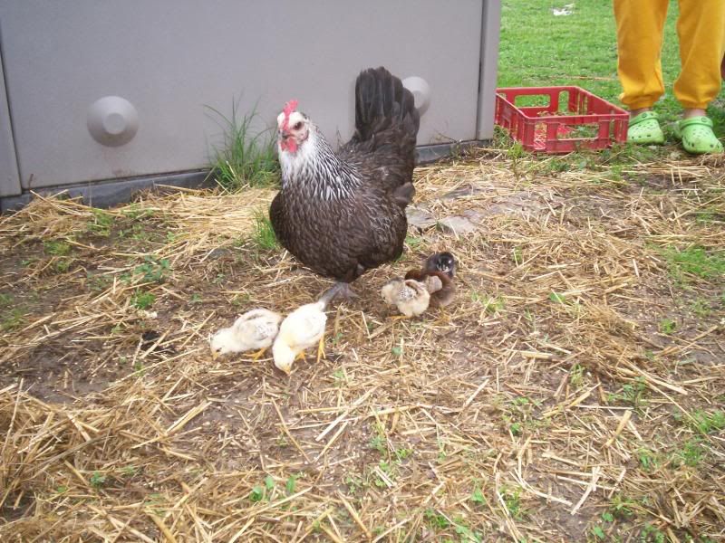 woodpeckerandbabies002.jpg