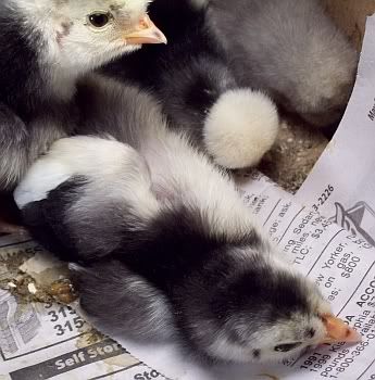 penchick2.jpg