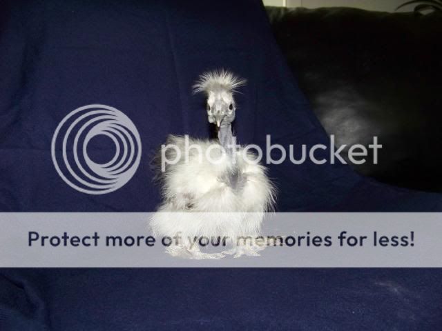 sgsilkies_012.jpg