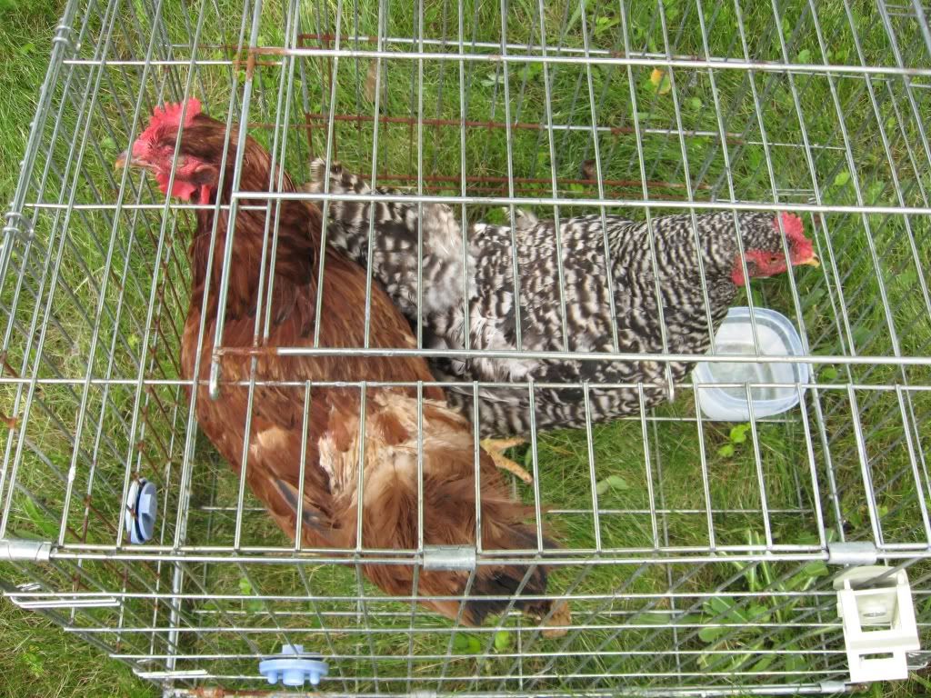 chickenseat3.jpg