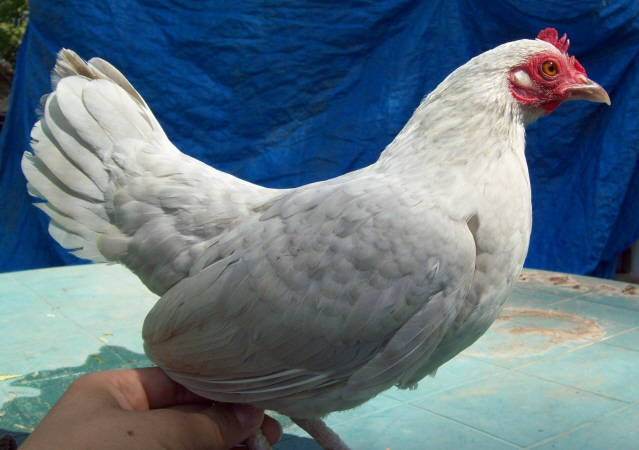 Grey_hen_again_by_Digital_Disire.jpg