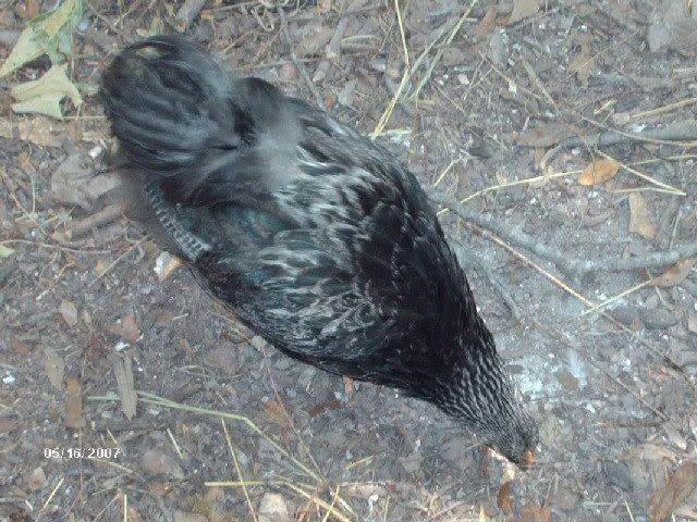 chickens098.jpg