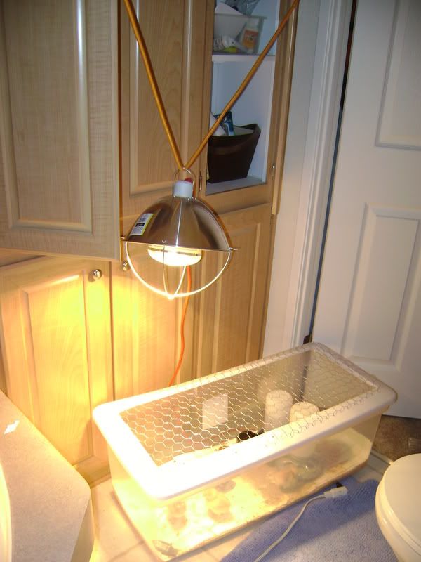 BunnyandChicks2008098.jpg