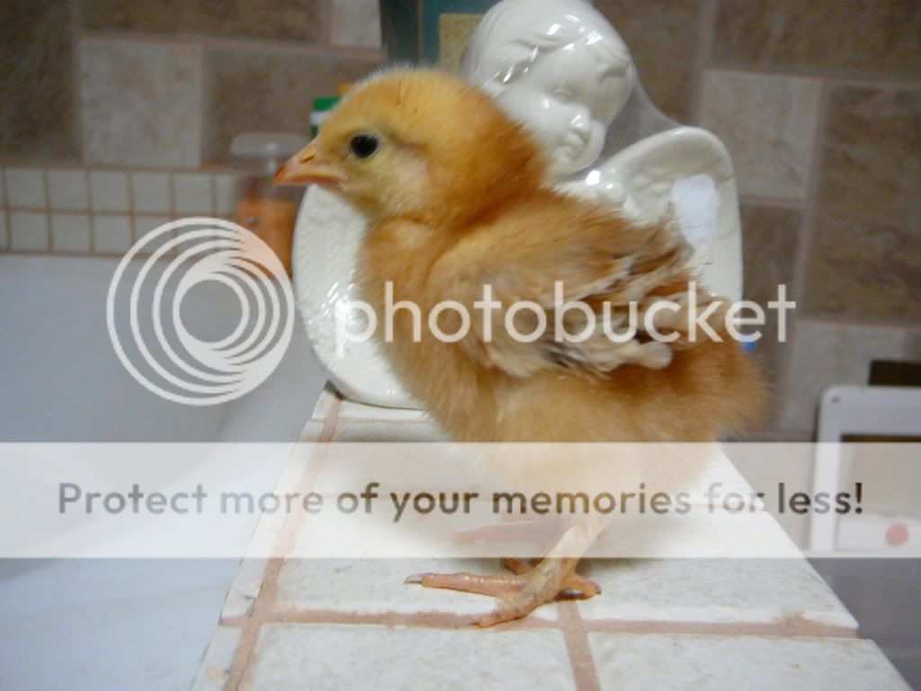 yellowfrizzlechickjpg-1.jpg