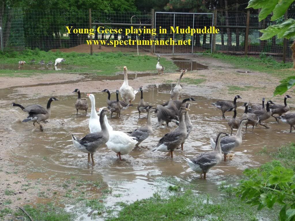 geeseyoungmudpuddle.jpg