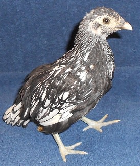 US1HPBC.jpg