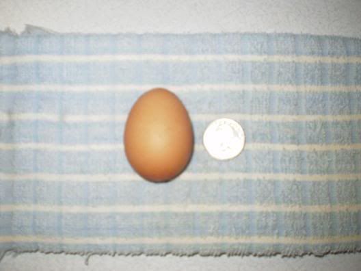 lilbitegg002.jpg
